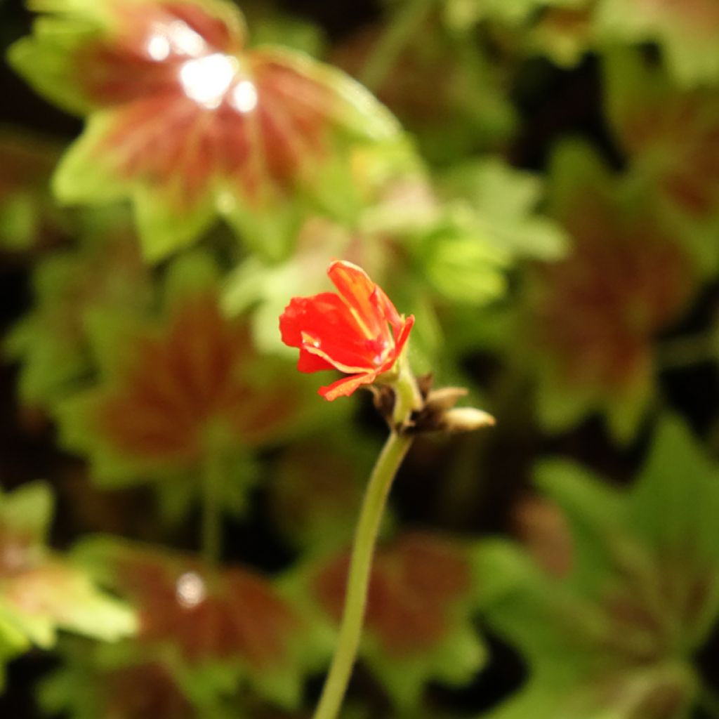 Vyöhykepelargoni Vancouver Centennial