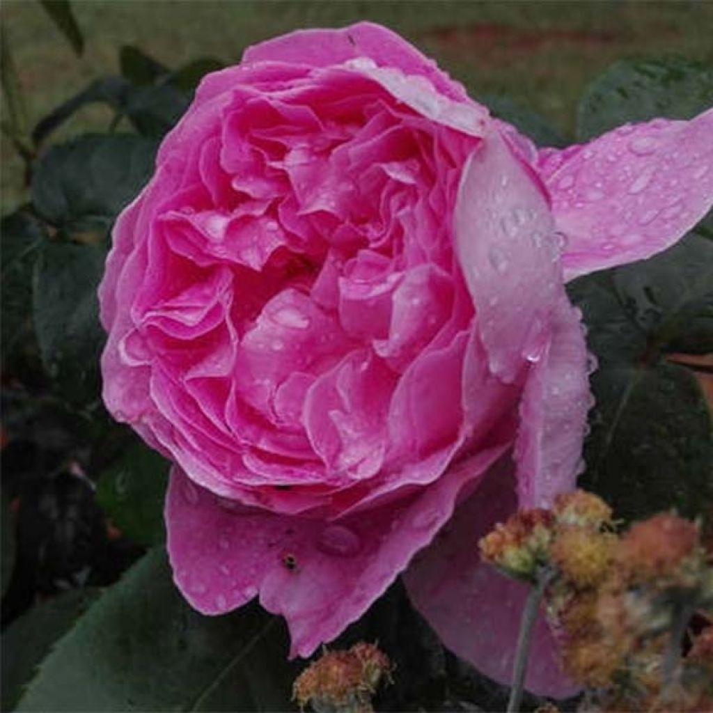 Austinruusu Young Lycidas