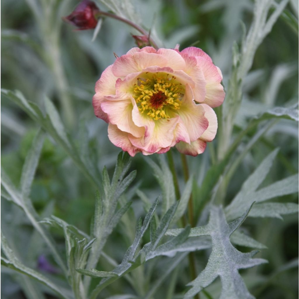Tulikellukka Cosmopolitan