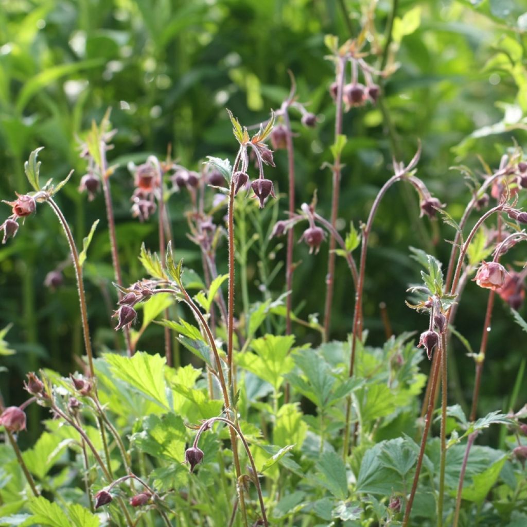 Ojakellukka Leonard's Variety