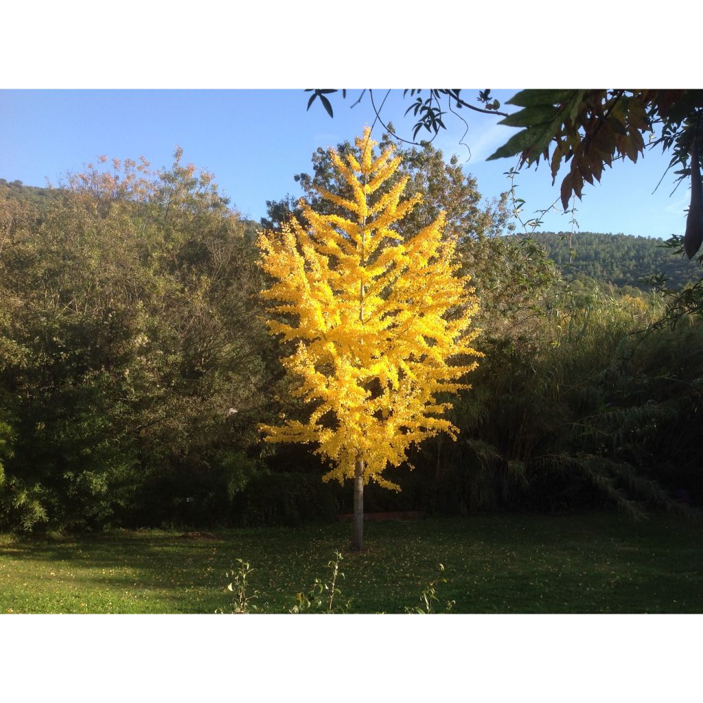 Neidonhiuspuu - Ginkgo biloba