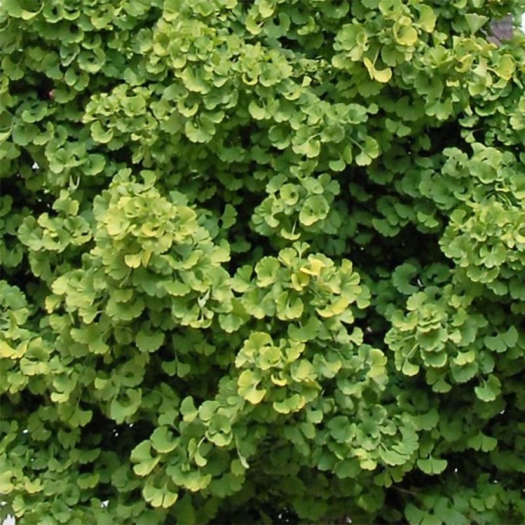 Neidonhiuspuu Globus