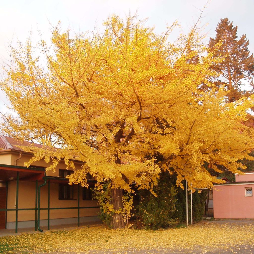 Neidonhiuspuu - Ginkgo biloba