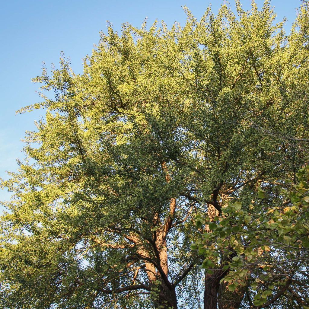Neidonhiuspuu - Ginkgo biloba