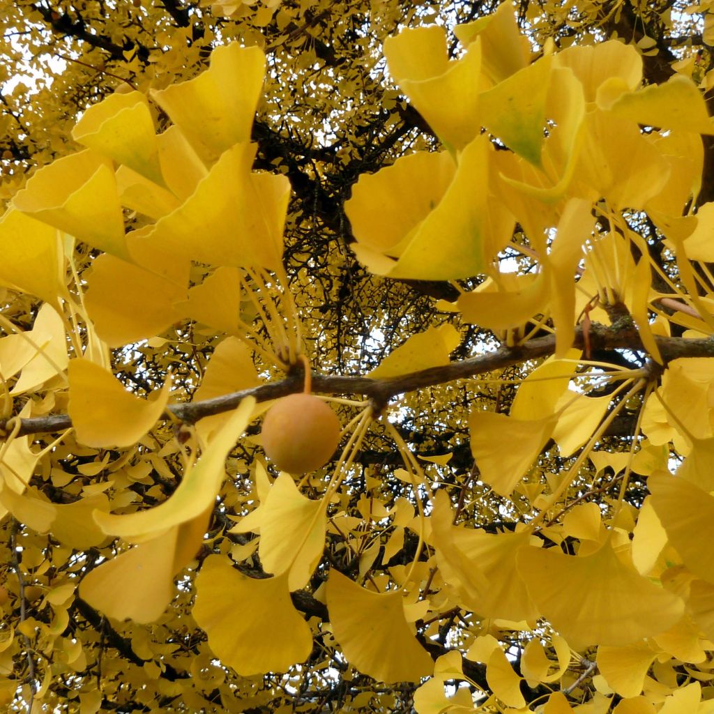 Neidonhiuspuu - Ginkgo biloba