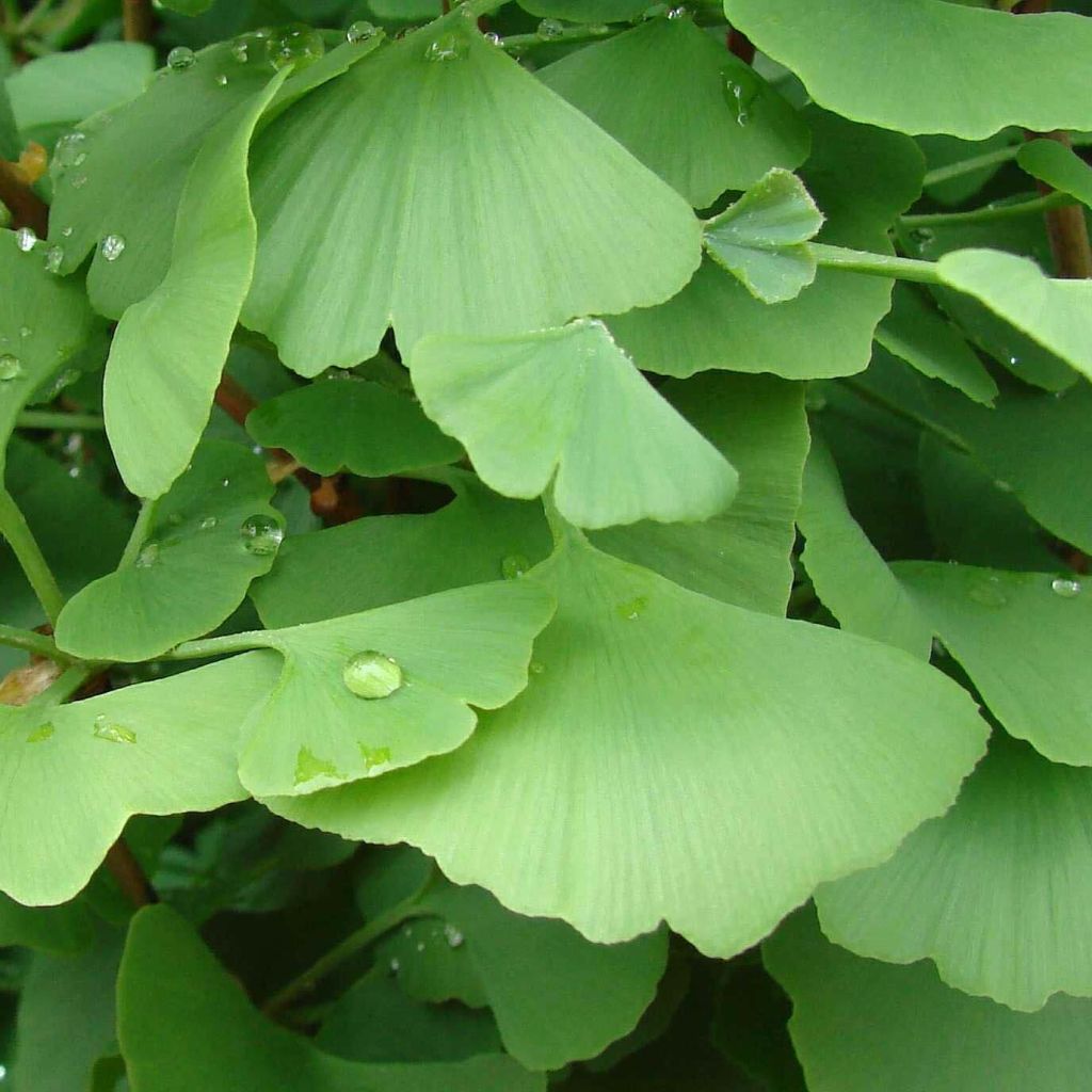 Neidonhiuspuu - Ginkgo biloba