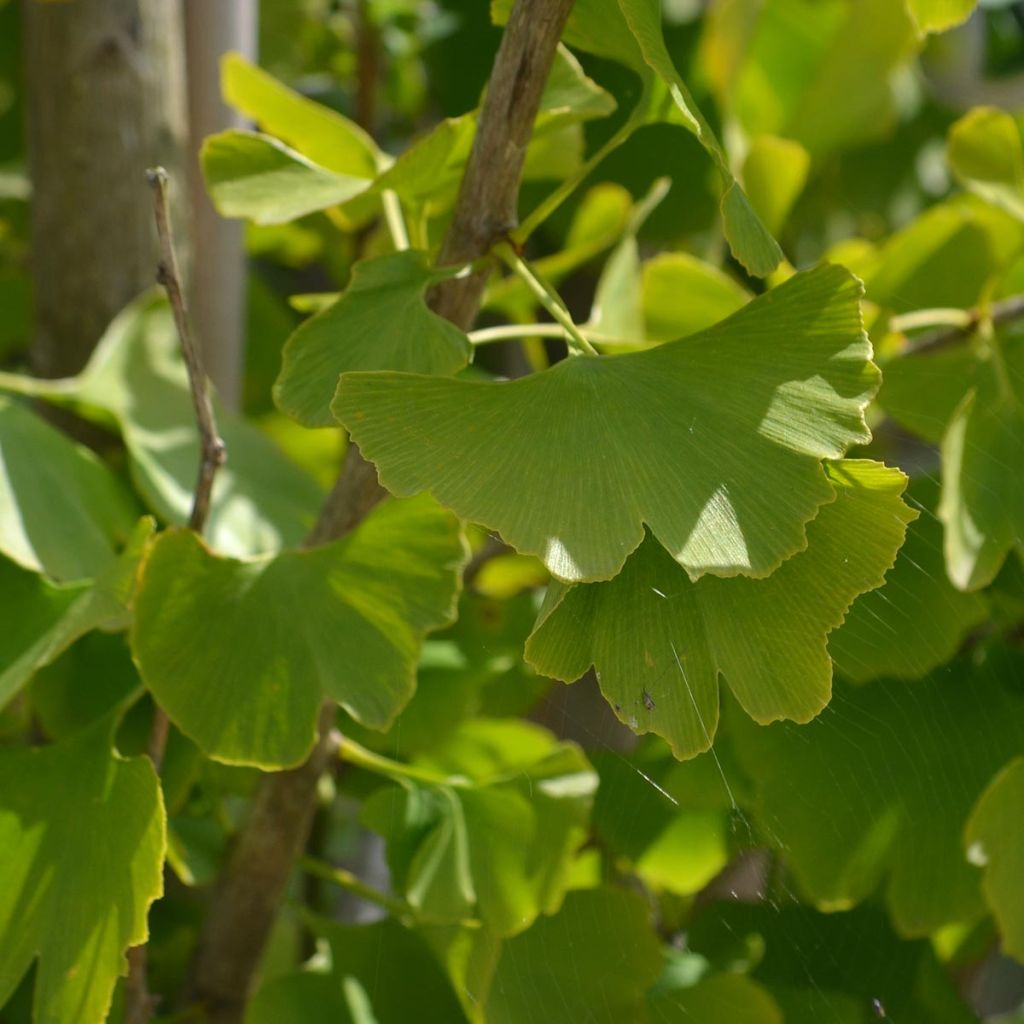 Neidonhiuspuu - Ginkgo biloba