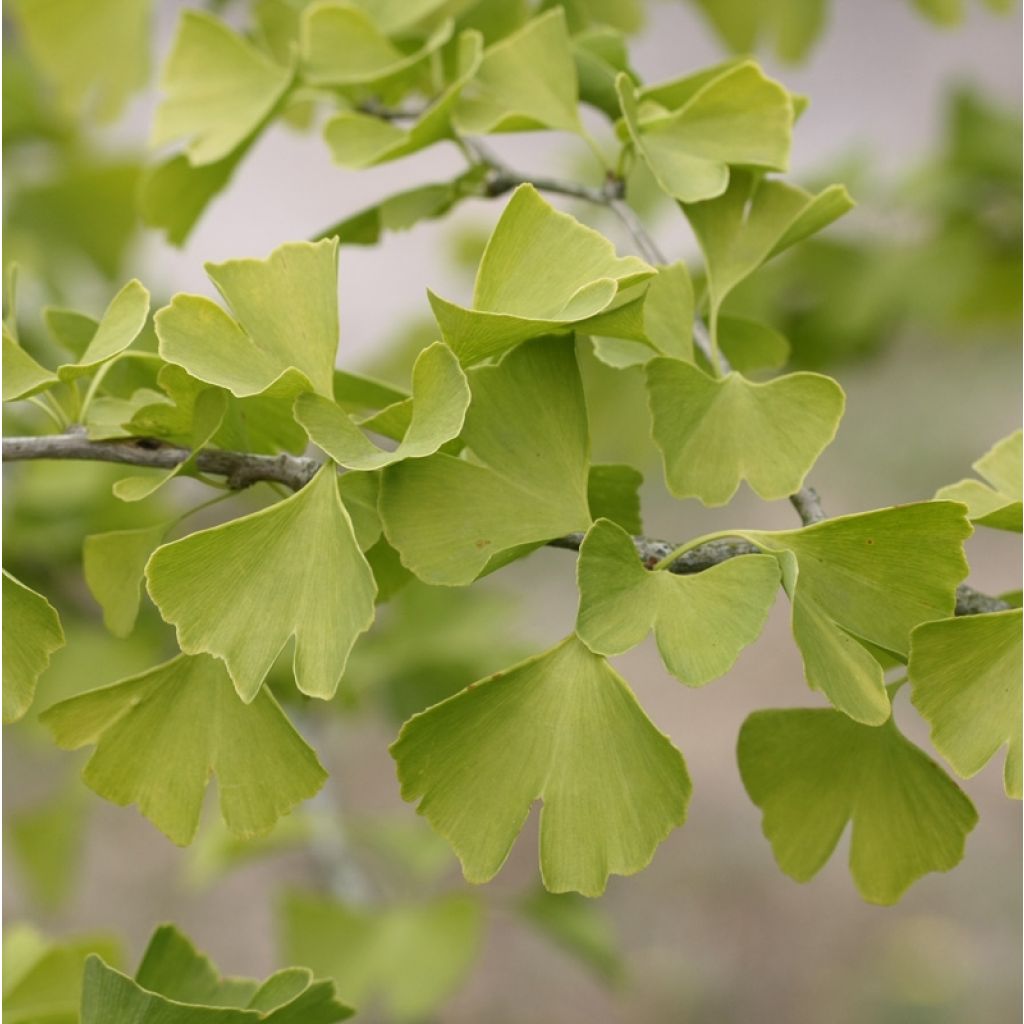 Neidonhiuspuu - Ginkgo biloba