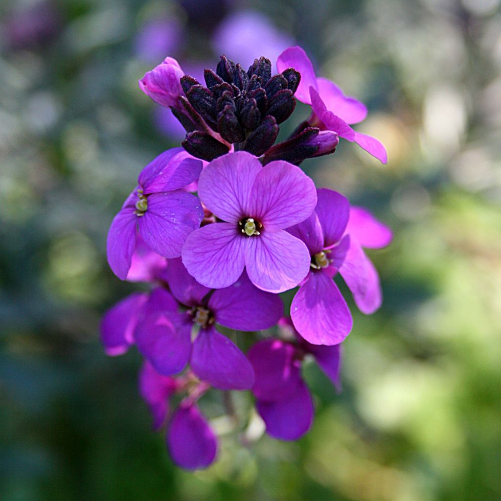 Kultalakka Bowles Mauve