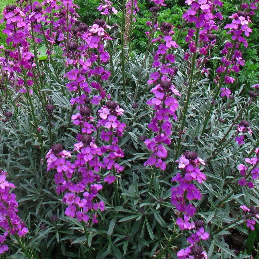 Kultalakka Bowles Mauve