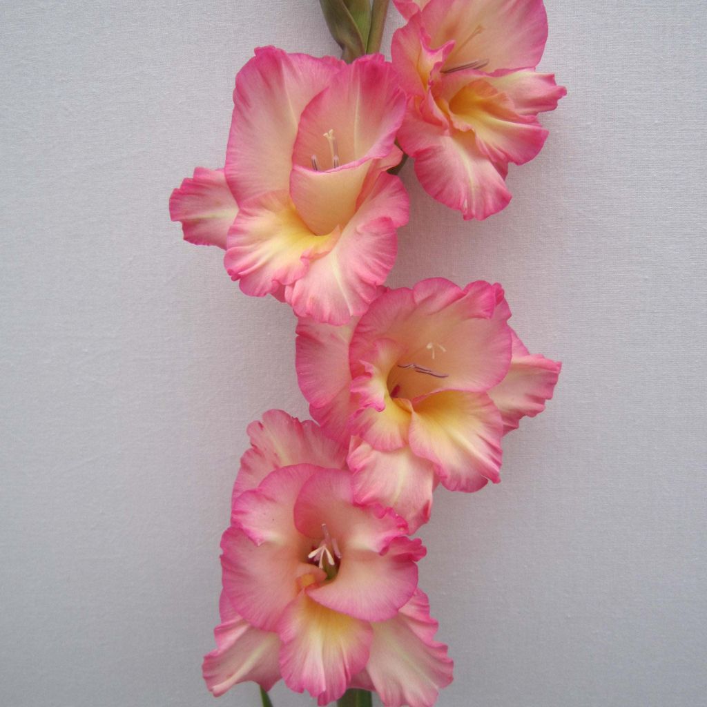 Miekkalilja Fragrant Lady