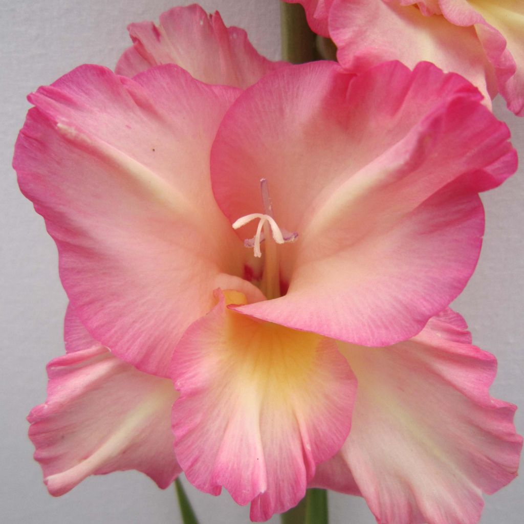 Miekkalilja Fragrant Lady
