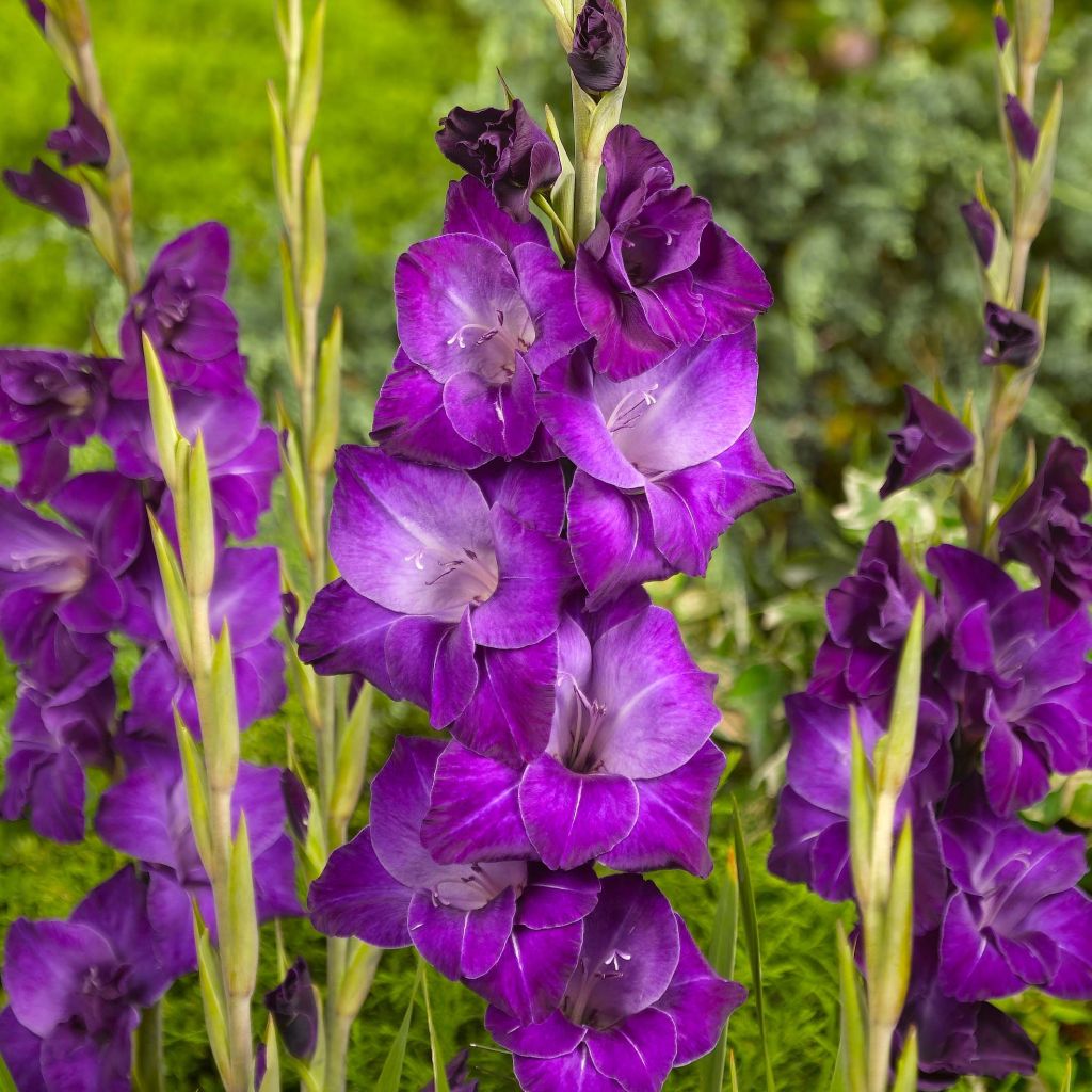 Miekkalilja Violetta