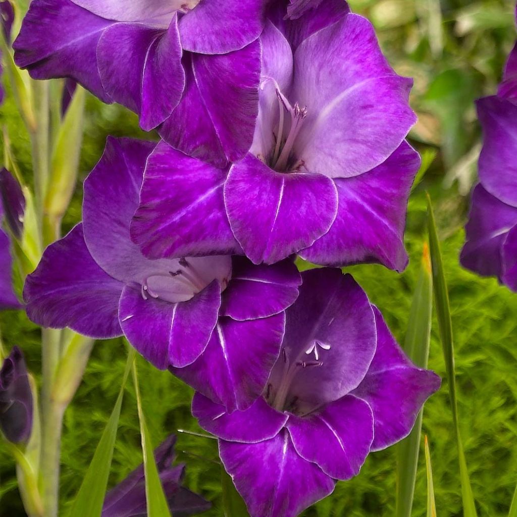 Miekkalilja Violetta