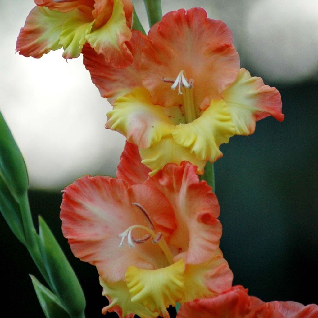 Miekkalilja Princess Margaret Rose