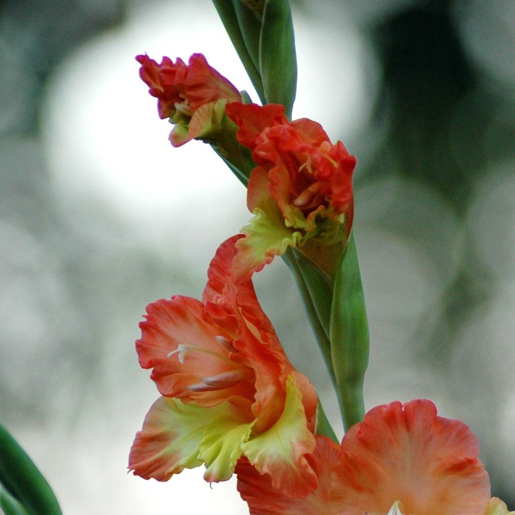 Miekkalilja Princess Margaret Rose