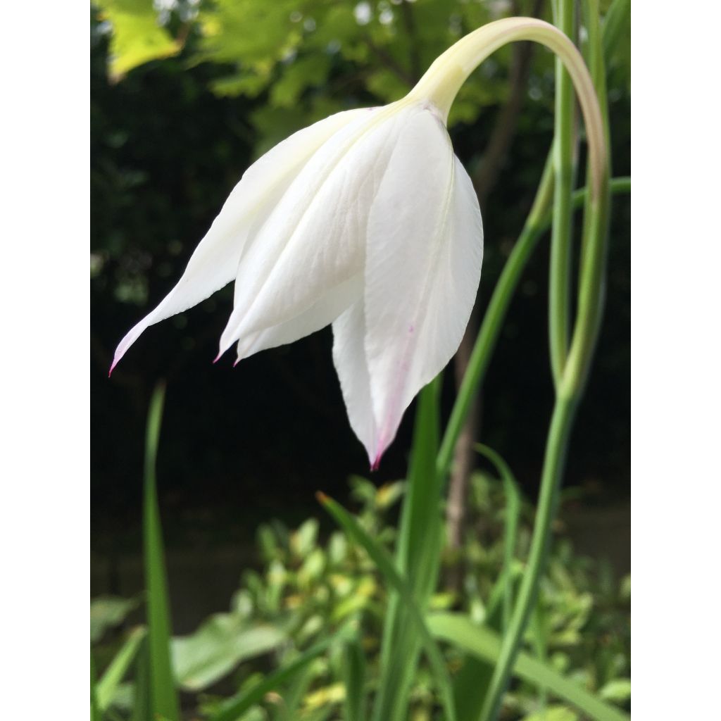 Tuoksumiekkalilja - Gladiolus callianthus