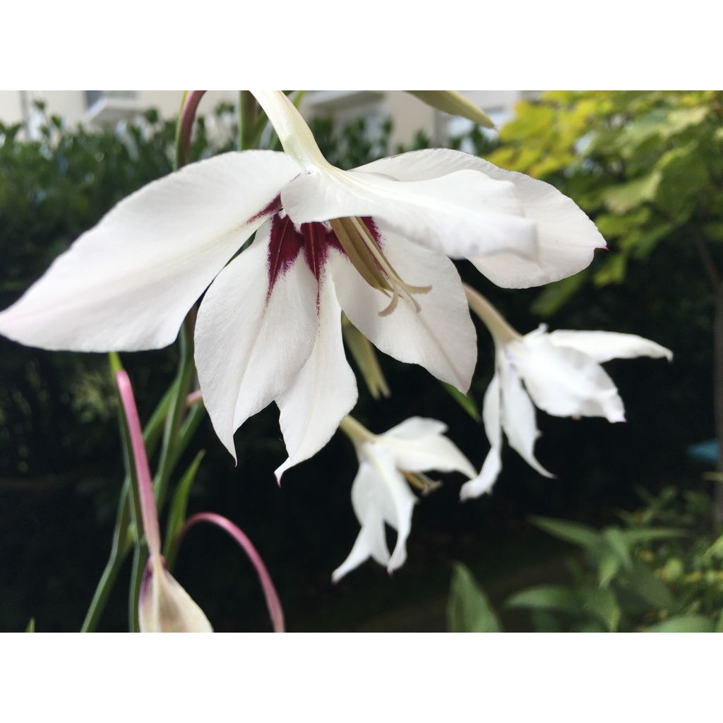 Tuoksumiekkalilja - Gladiolus callianthus
