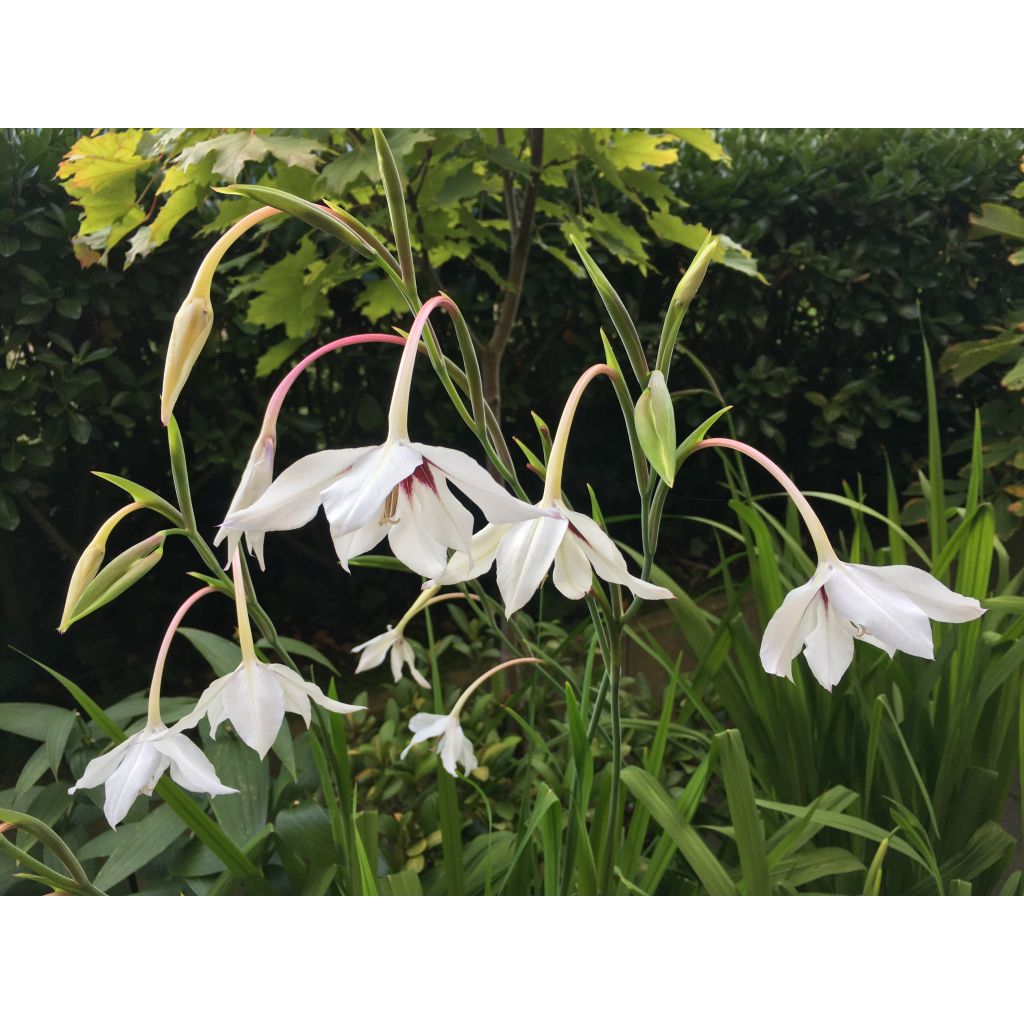Tuoksumiekkalilja - Gladiolus callianthus