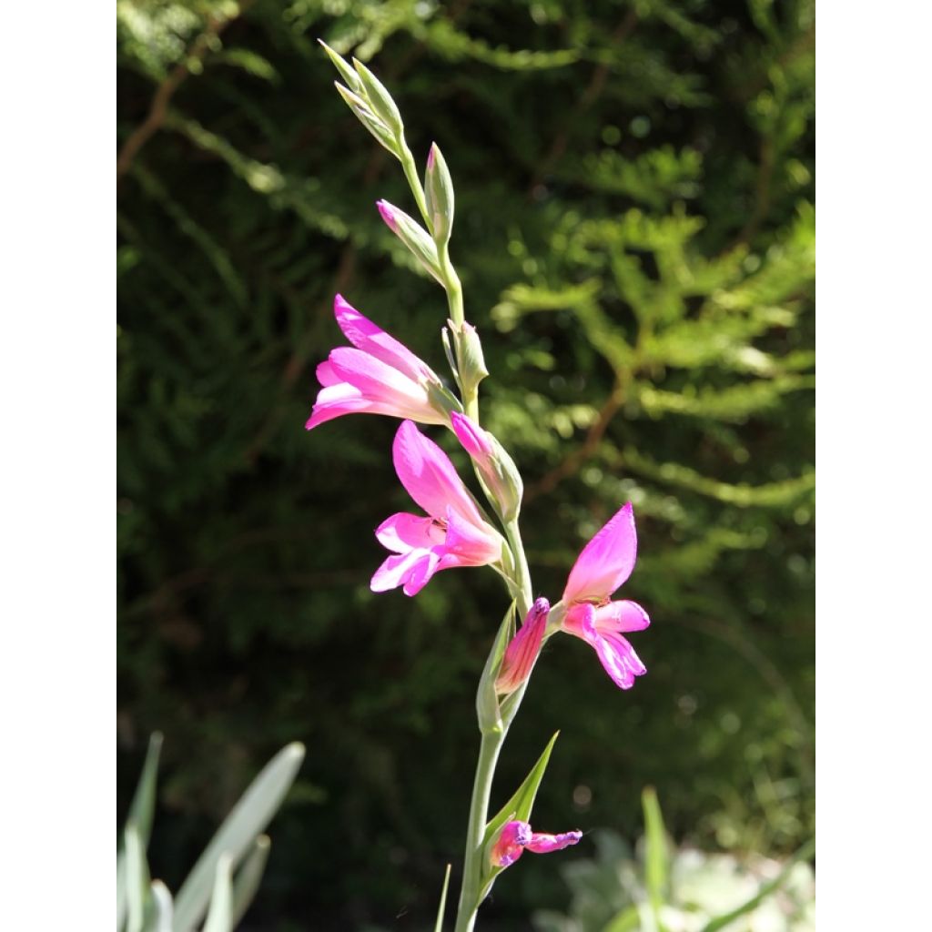 Italianmiekkalilja - Gladiolus italicus