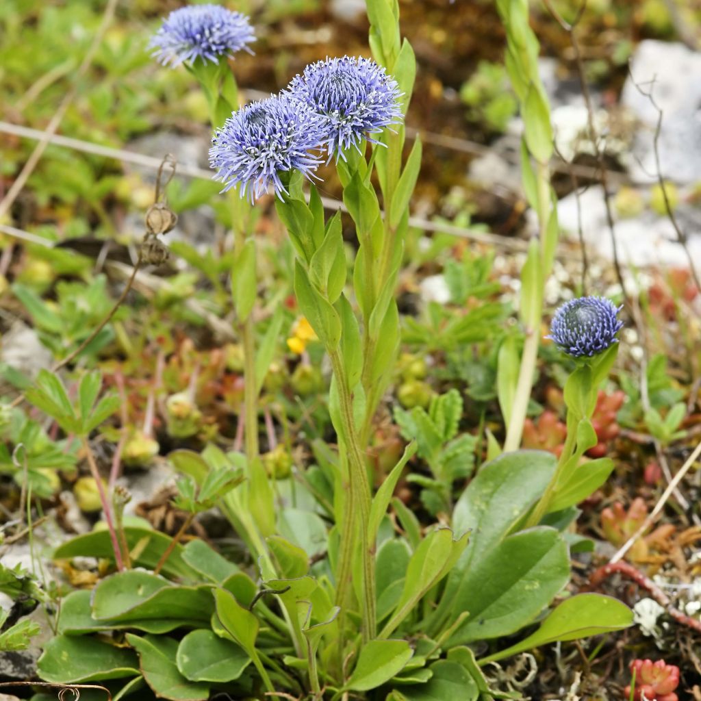 Alppisinipallo - Globularia punctata