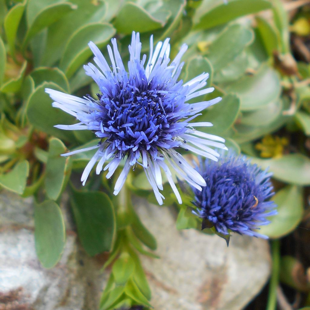 Sinipallo - Globularia trichosantha