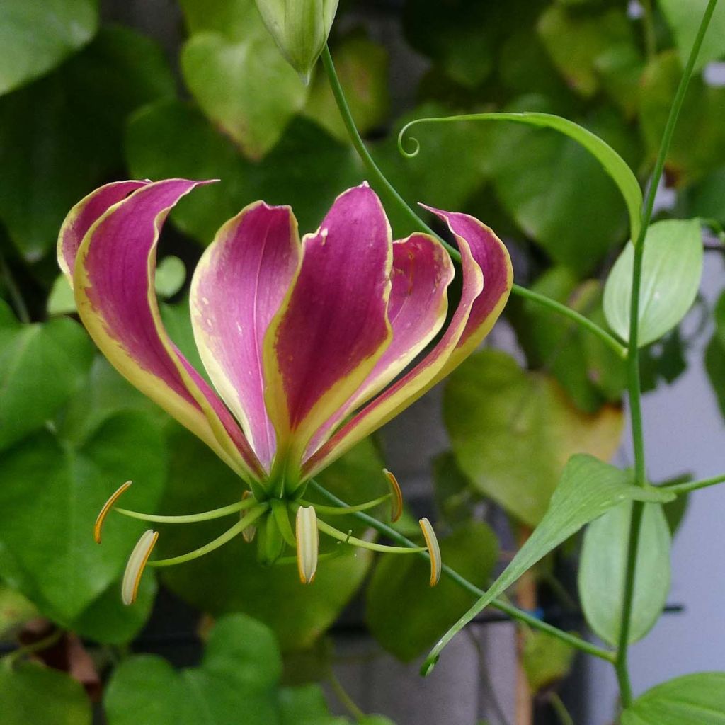 Keijunlilja Carsonii