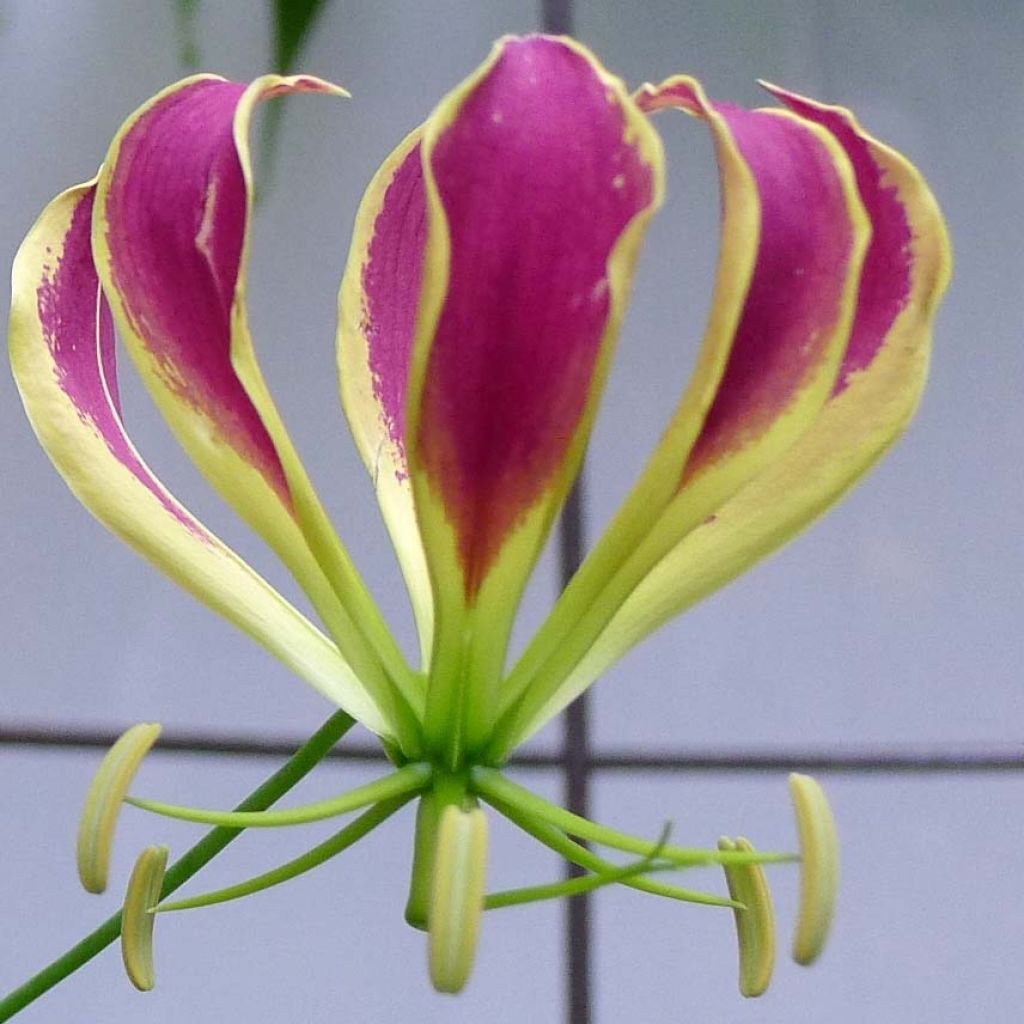 Keijunlilja Carsonii