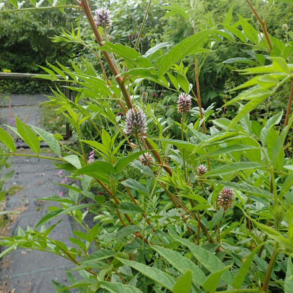 Yunnan lakritsrot - Glycyrrhiza yunnanensis