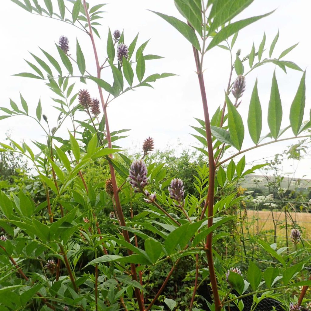 Yunnan lakritsrot - Glycyrrhiza yunnanensis