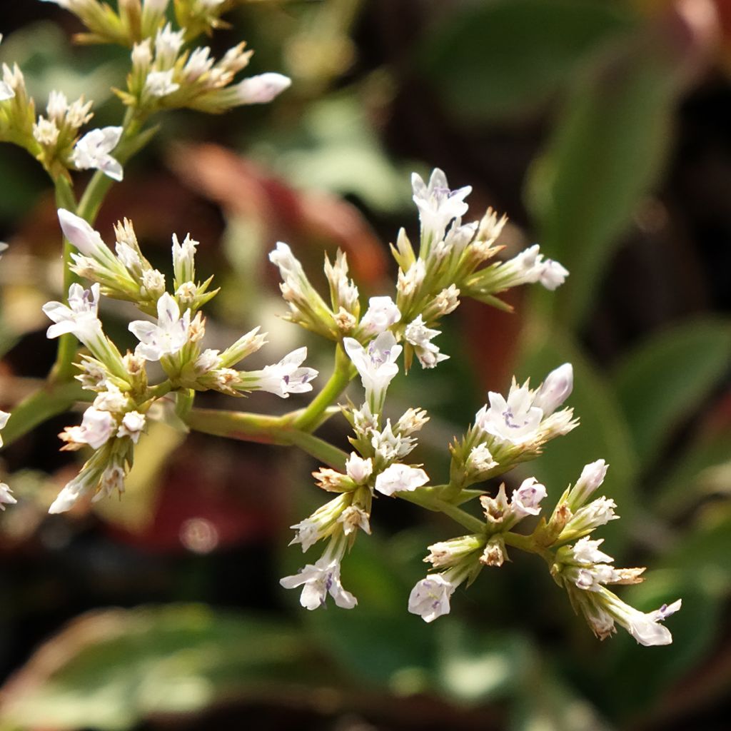 Goniolimon collinum