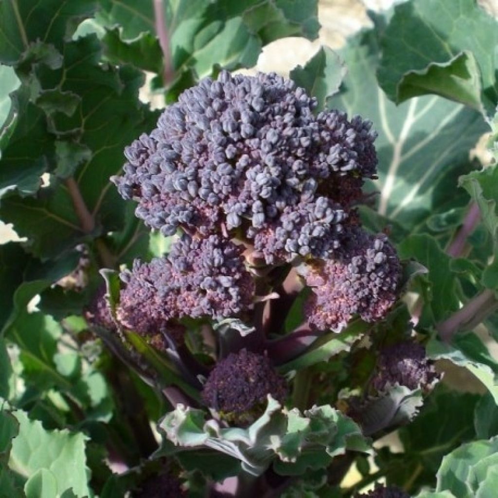 Varsiparsakaali italica Santee Purple luomu taimena
