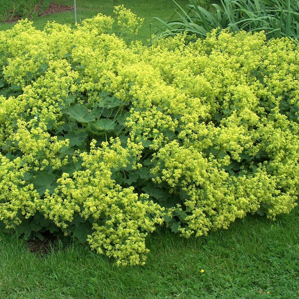Jättipoimulehti (siemenet) - Alchemilla mollis