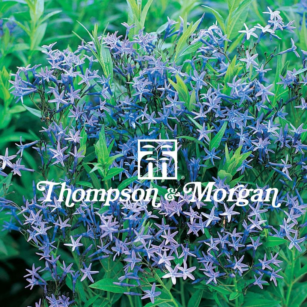 Tähtituikki (siemenet) - Amsonia tabernaemontana