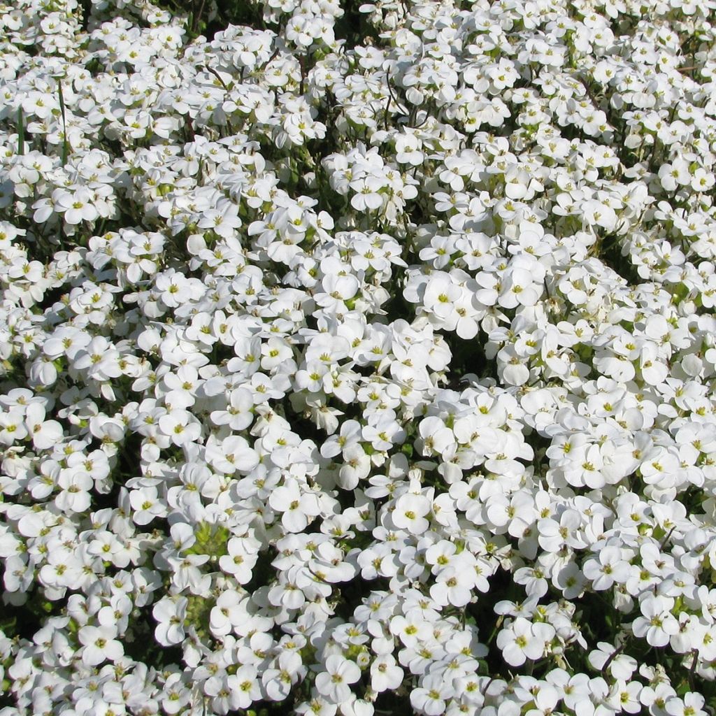 Kaukasianpitkäpalko Snowball (siemenet)