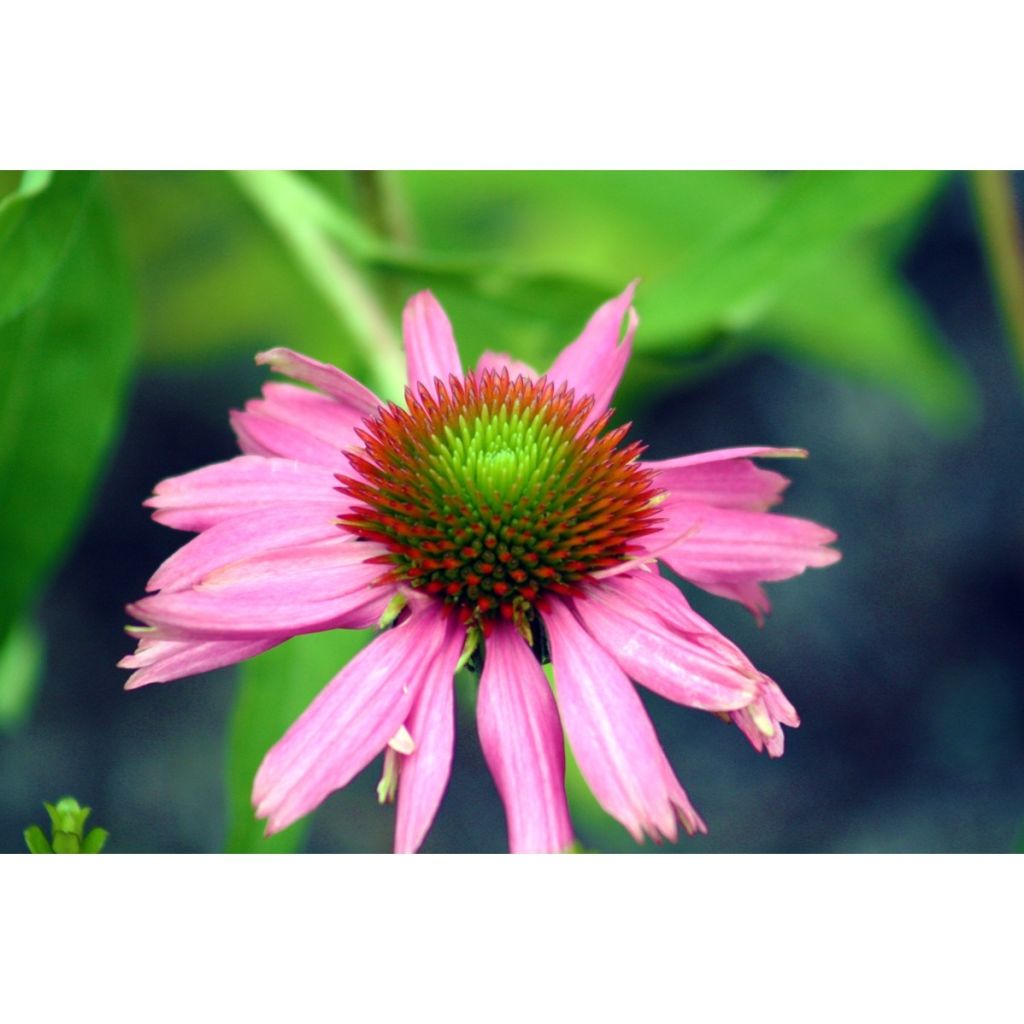 Kaunopunahattu (siemenet) - Echinacea purpurea