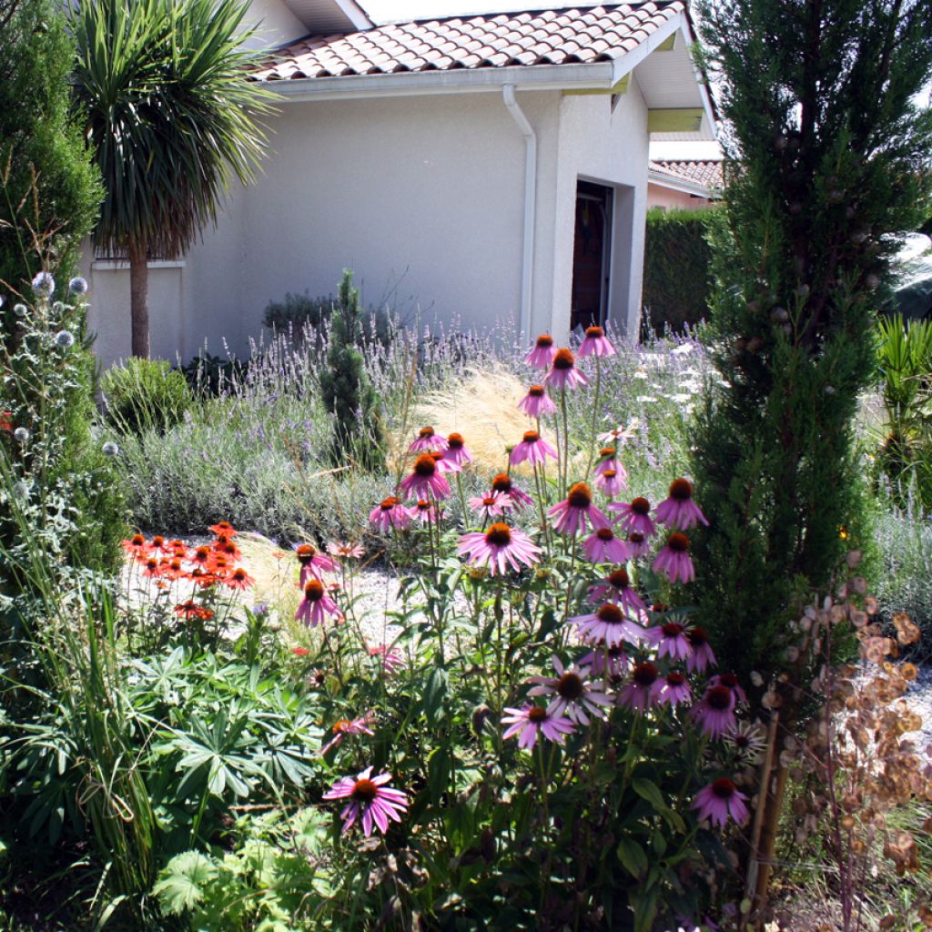 Kaunopunahattu (siemenet) - Echinacea purpurea