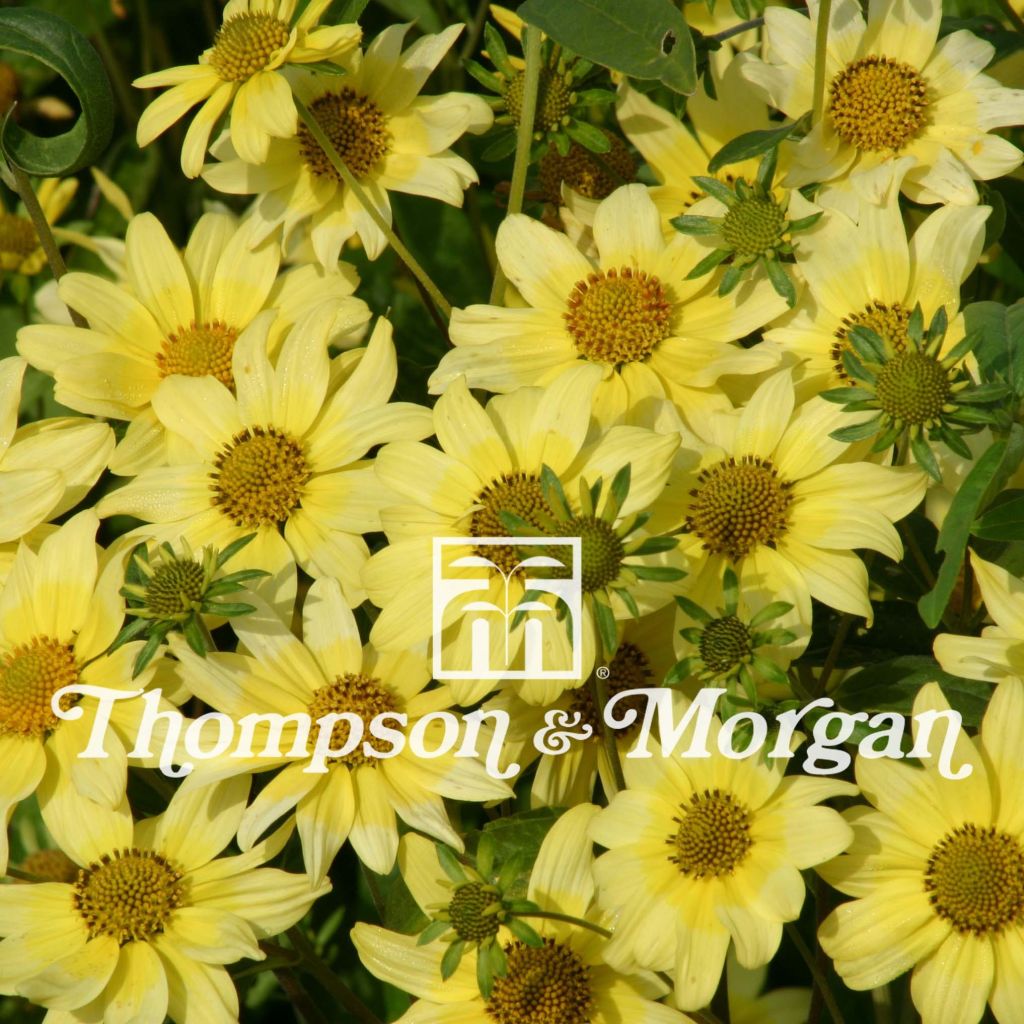 Heliomeris multiflora Sunsplash (siemenet)