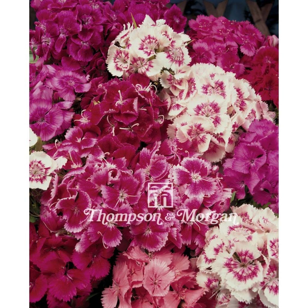Harjaneilikka T&M Auricula Eyed mixed (siemenet)