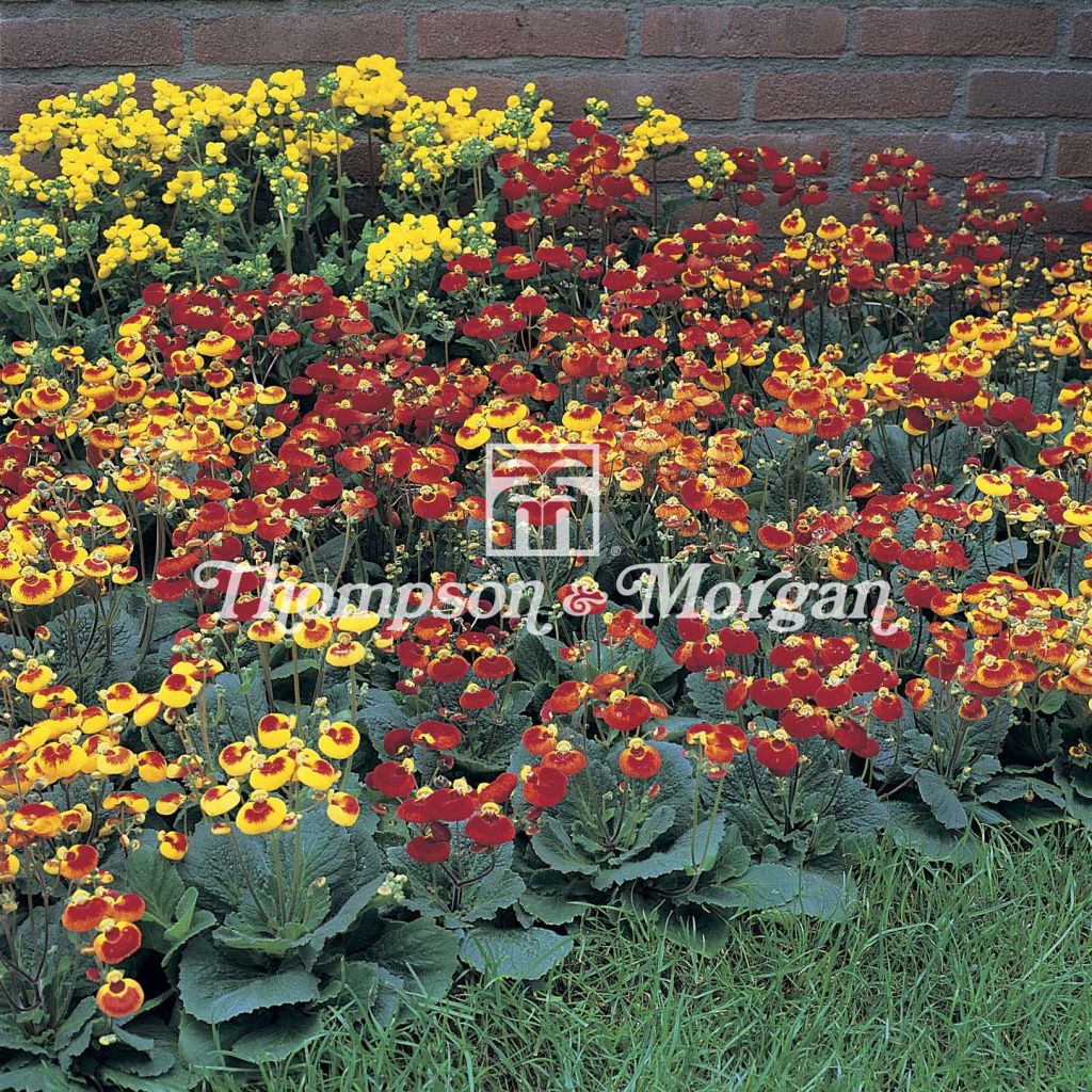 Calceolaria Sunset mixed (siemenet)
