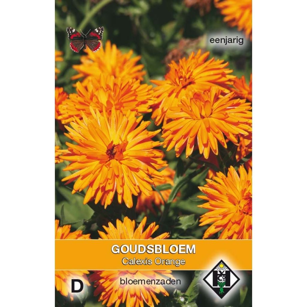 Kehäkukka Calexis Orange (siemenet)