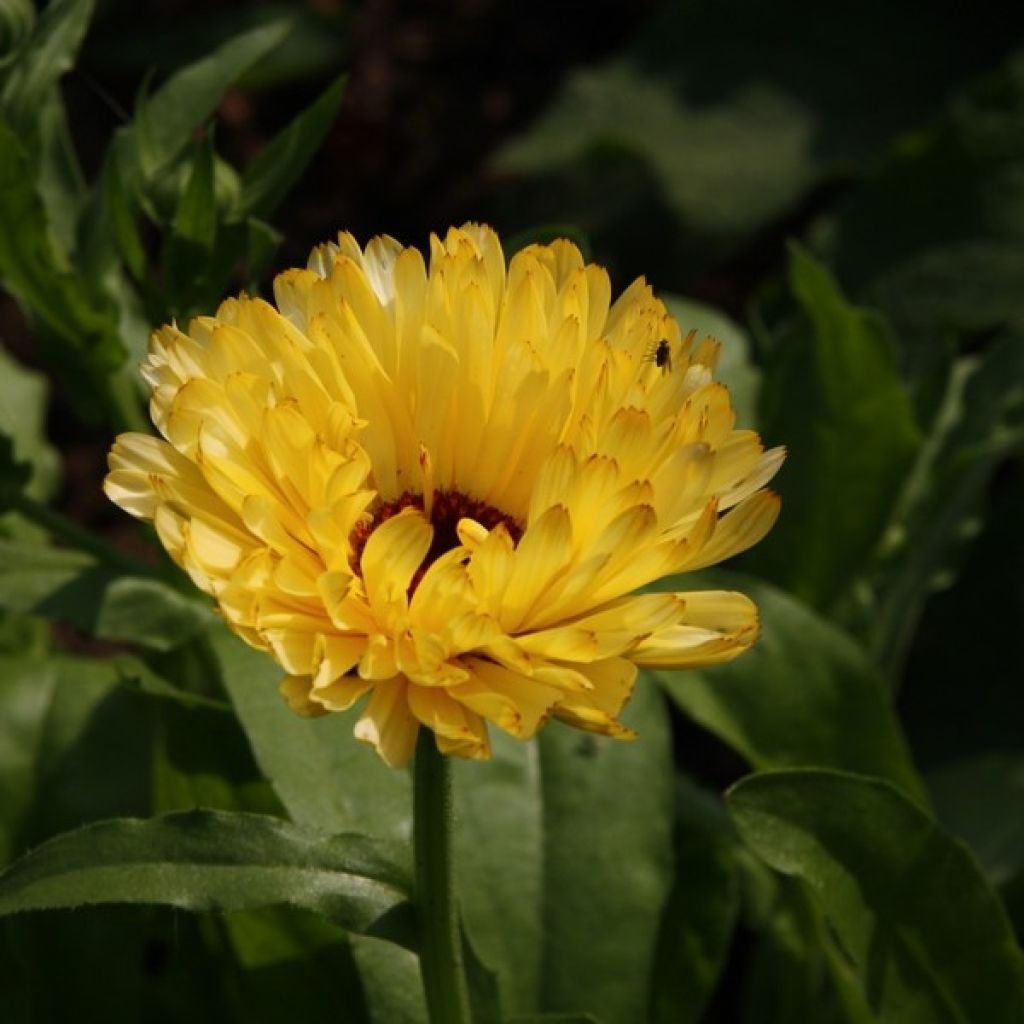 Kehäkukka (siemenet) - Calendula officinalis