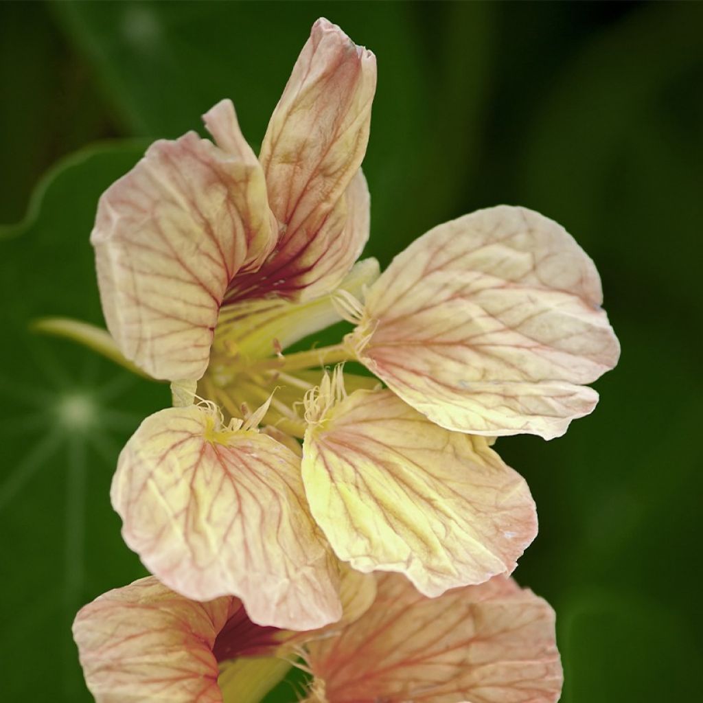 Köynnöskrassi Tip Top Pink Blush (siemenet)
