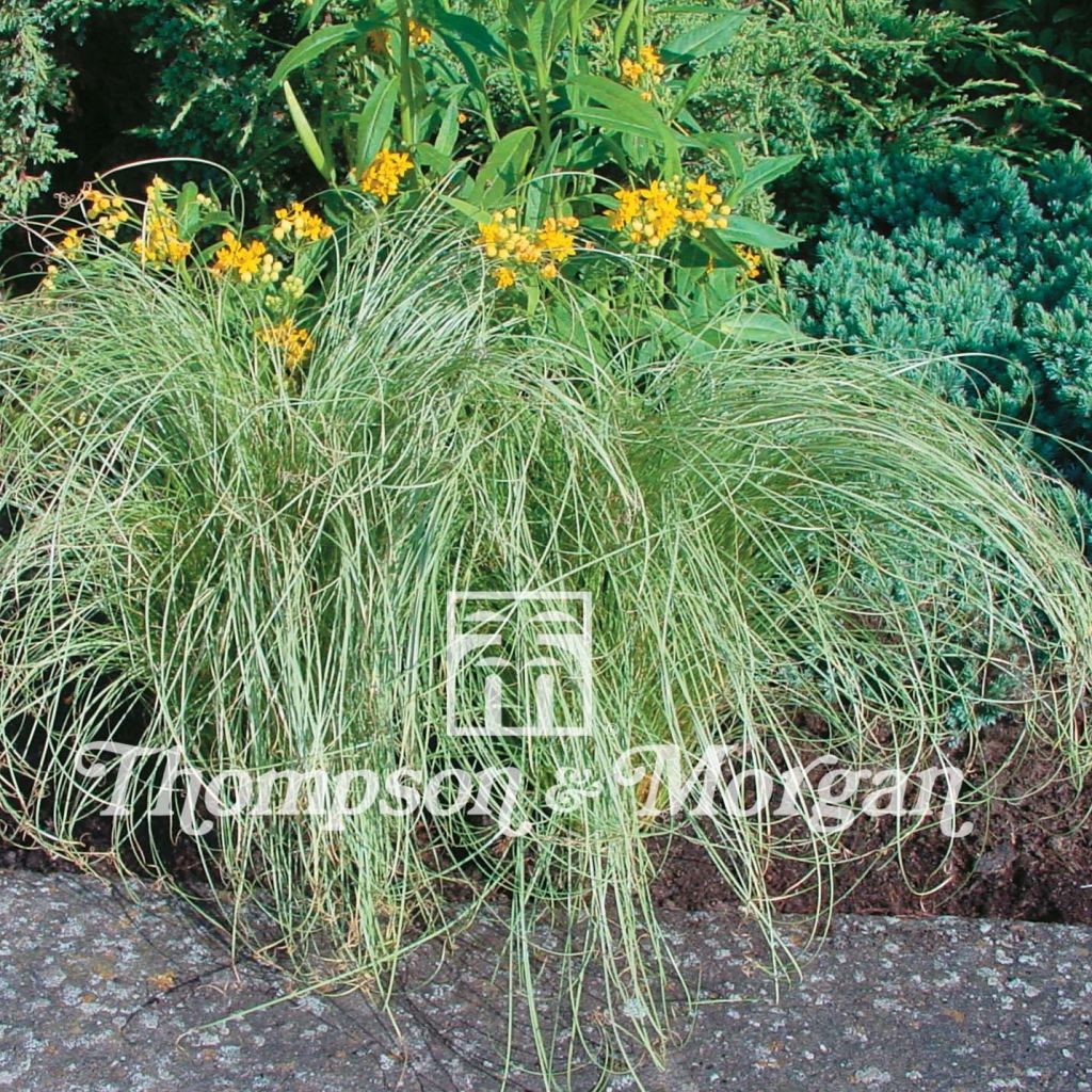 Pronssisara Amazon Mist (siemenet)