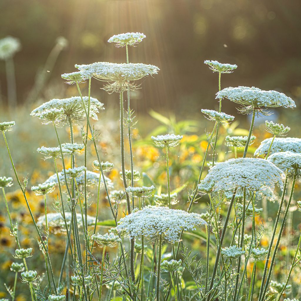 Porkkana (siemenet) - Daucus carota