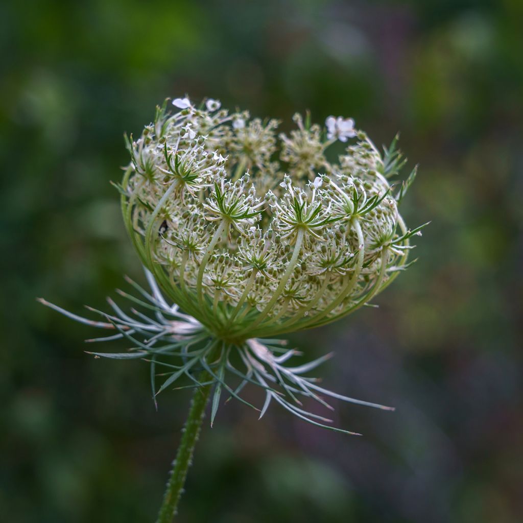 Porkkana (siemenet) - Daucus carota