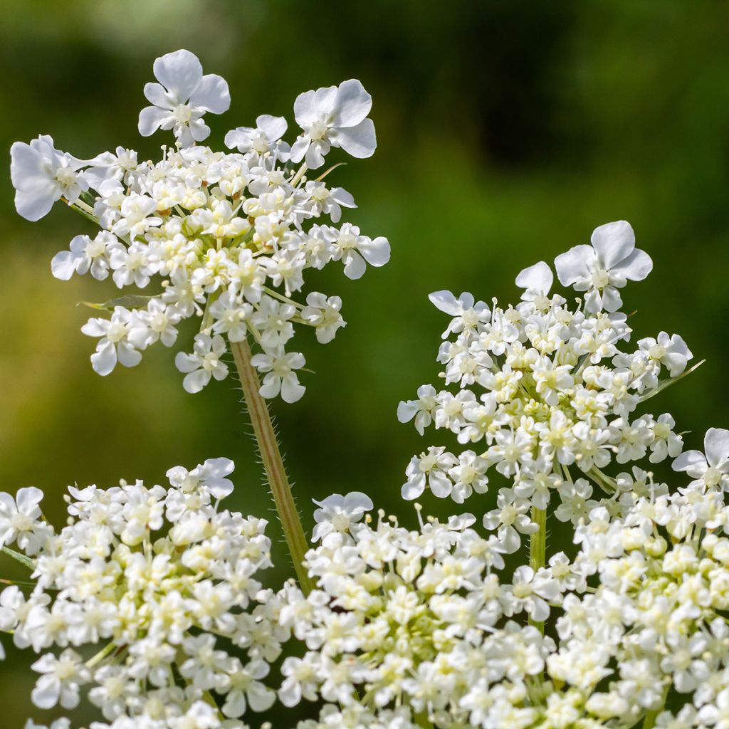 Porkkana (siemenet) - Daucus carota
