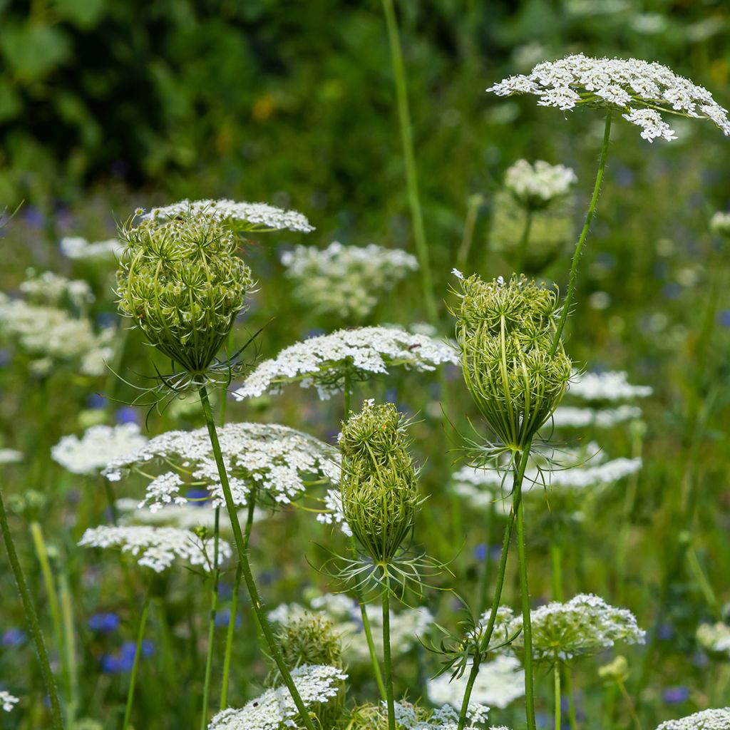 Porkkana (siemenet) - Daucus carota