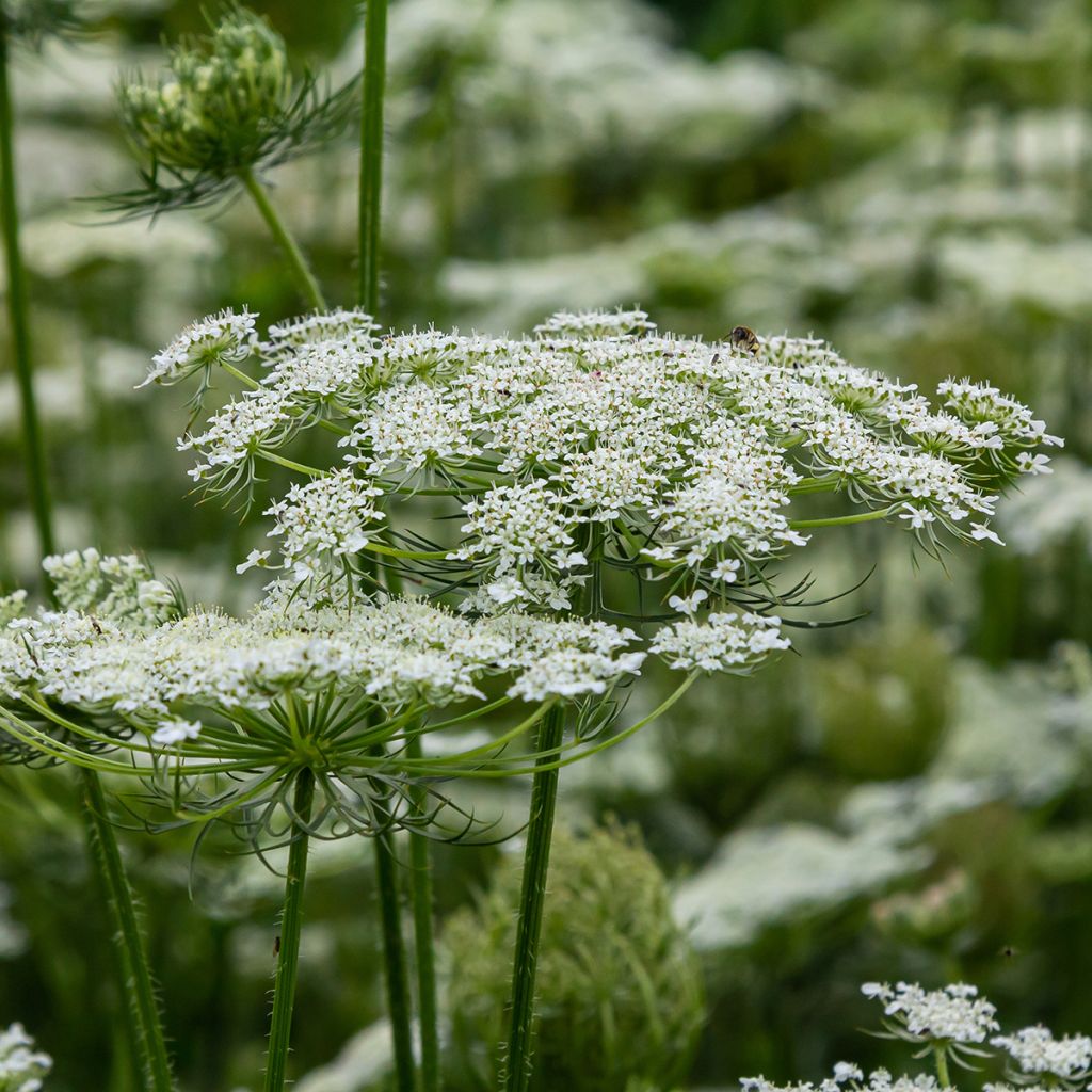 Porkkana (siemenet) - Daucus carota