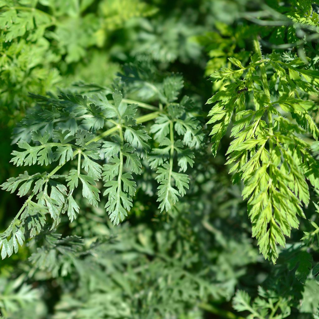 Porkkana (siemenet) - Daucus carota